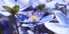 Fotografia Zbliżeniowa