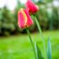 Tulipany
